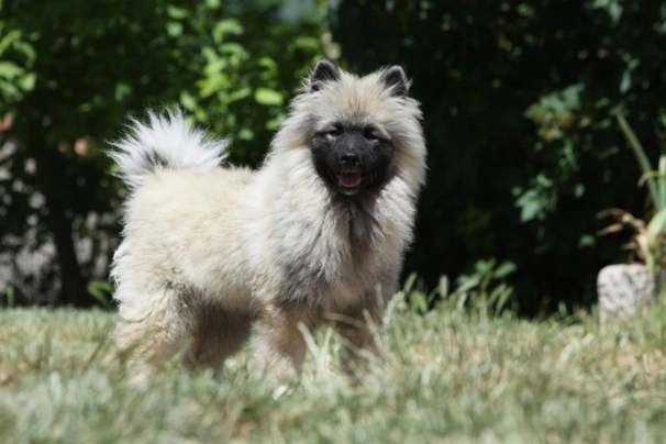 Keeshond Dogs Ras: Karakter, Levensduur & Prijs | Puppyplaats