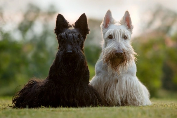 Scottish Terrier Dogs Raza - Características, Fotos & Precio | MundoAnimalia