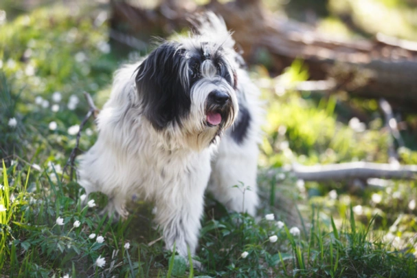 Tibetaanse Terriër Dogs Ras: Karakter, Levensduur & Prijs | Puppyplaats