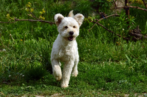 Hungarian Pumi Dogs Breed - Information, Temperament, Size & Price | Pets4Homes