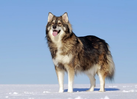 Utonagan Dogs Breed - Information, Temperament, Size & Price | Pets4Homes