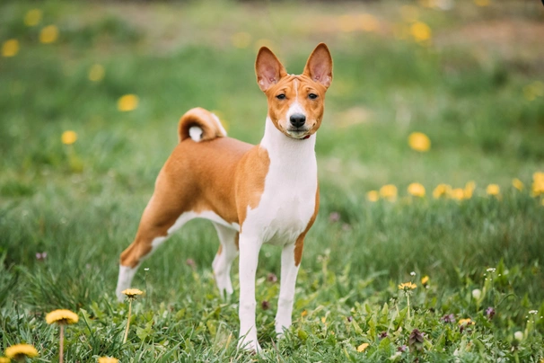 Basenji Dogs Raza - Características, Fotos & Precio | MundoAnimalia