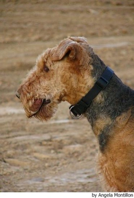 Airedale Terriër Dogs Ras: Karakter, Levensduur & Prijs | Puppyplaats