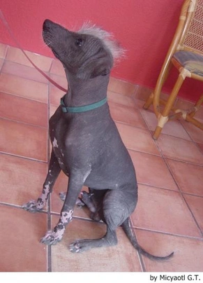 Xoloitzcuintle - Perro Sin Pelo Mexicano Dogs Raza - Características, Fotos & Precio | MundoAnimalia