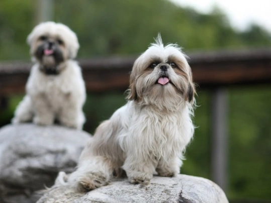 Shih Tzu Dogs Ras: Karakter, Levensduur & Prijs | Puppyplaats