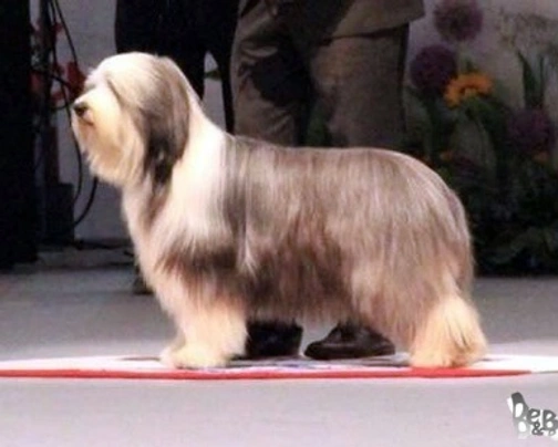 Bearded Collie Dogs Breed - Information, Temperament, Size & Price | Pets4Homes