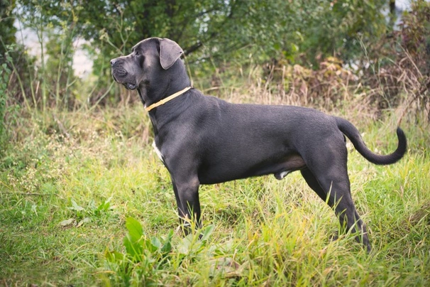 Cane Corso Dogs Breed - Information, Temperament, Size & Price | Pets4Homes