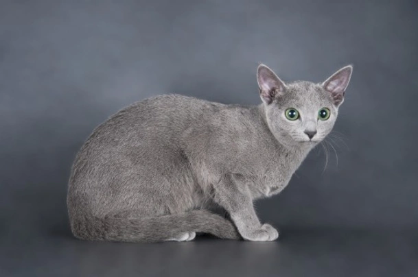 Russian Blue Cats Breed - Information, Temperament, Size & Price | Pets4Homes