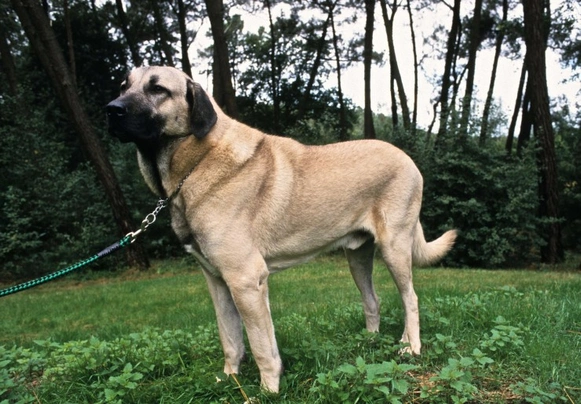 Anatolian Shepherd Dogs Breed - Information, Temperament, Size & Price | Pets4Homes