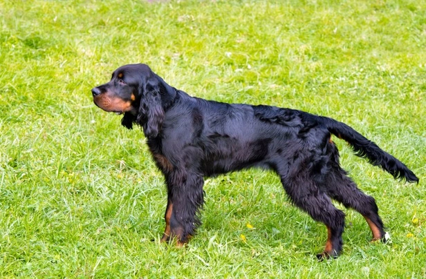 Gordon Setter Dogs Breed - Information, Temperament, Size & Price | Pets4Homes