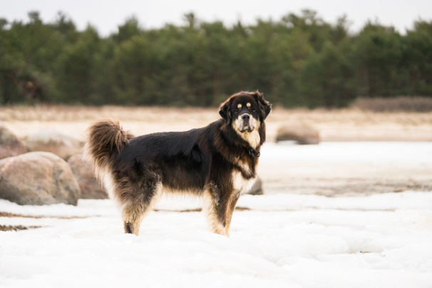 Tibetan Mastiff Dogs Breed - Information, Temperament, Size & Price | Pets4Homes