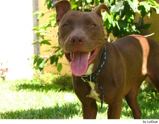 Pitbull Terriër Dogs Ras: Karakter, Levensduur & Prijs | Puppyplaats