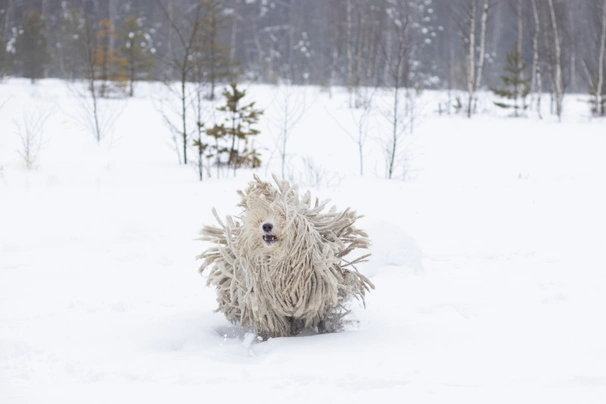 Komondor Dogs Breed - Information, Temperament, Size & Price | Pets4Homes