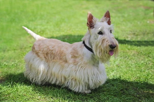 Scottish Terrier Dogs Breed - Information, Temperament, Size & Price | Pets4Homes