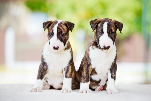 English Bull Terrier Dogs Breed - Information, Temperament, Size & Price | Pets4Homes