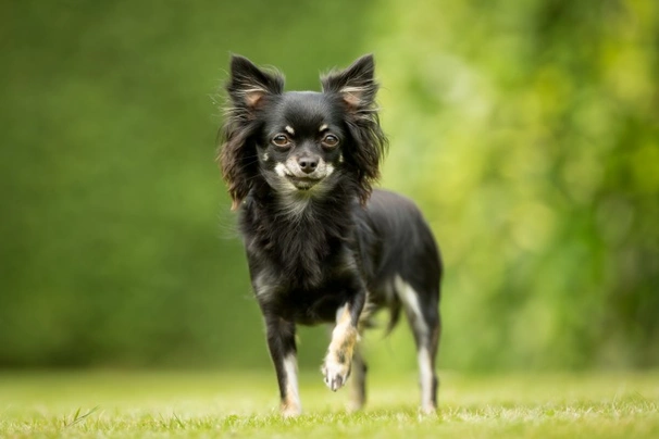 Chihuahua Dogs Ras: Karakter, Levensduur & Prijs | Puppyplaats