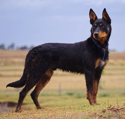 Australian Kelpie Dogs Ras: Karakter, Levensduur & Prijs | Puppyplaats