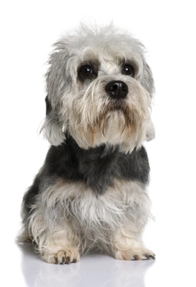 Dandie Dinmont Terrier Dogs Breed - Information, Temperament, Size & Price | Pets4Homes