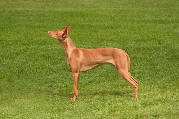 Pharaoh Hound Dogs Breed - Information, Temperament, Size & Price | Pets4Homes