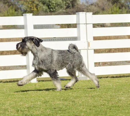 Schnauzer Dogs Ras: Karakter, Levensduur & Prijs | Puppyplaats