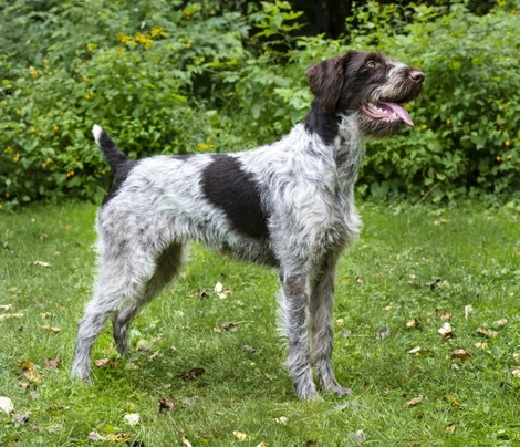 Braco Alemán de Pelo Duro Dogs Raza - Características, Fotos & Precio | MundoAnimalia