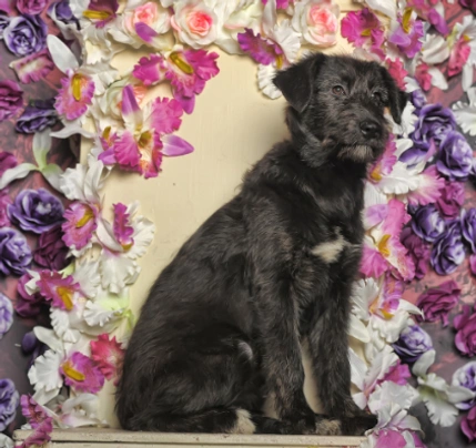 Deerhound Dogs Breed - Information, Temperament, Size & Price | Pets4Homes