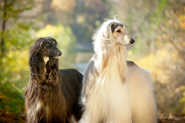 Afghan Hound Dogs Breed - Information, Temperament, Size & Price | Pets4Homes