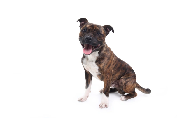 Staffordshire Bull Terrier Dogs Breed - Information, Temperament, Size & Price | Pets4Homes