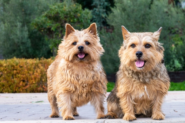 Norwich Terrier Dogs Breed - Information, Temperament, Size & Price | Pets4Homes