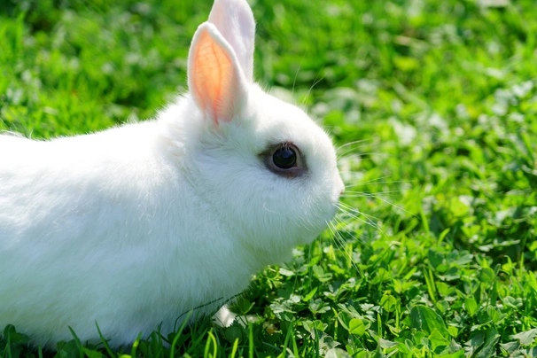 Dwarf Hotot Rabbits Breed - Information, Temperament, Size & Price | Pets4Homes