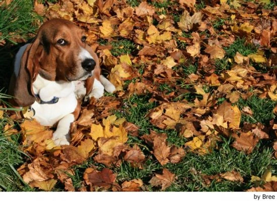 Basset Artésien-Normand Dogs Raza - Características, Fotos & Precio | MundoAnimalia