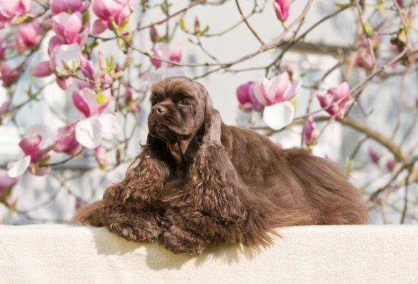 Amerikaanse Cocker Spaniel Dogs Ras: Karakter, Levensduur & Prijs | Puppyplaats