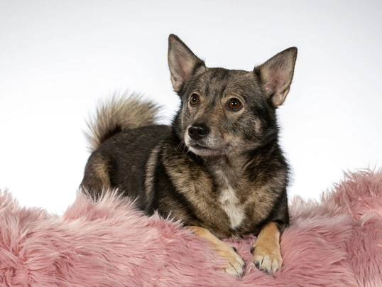 Swedish Vallhund Dogs Breed - Information, Temperament, Size & Price | Pets4Homes