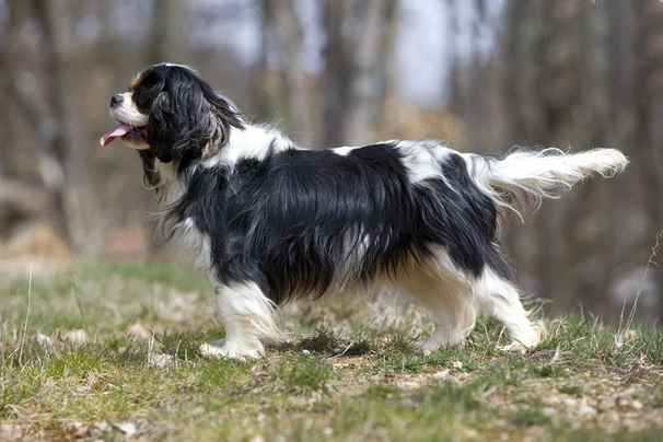 King Charles Spaniel Dogs Breed - Information, Temperament, Size & Price | Pets4Homes