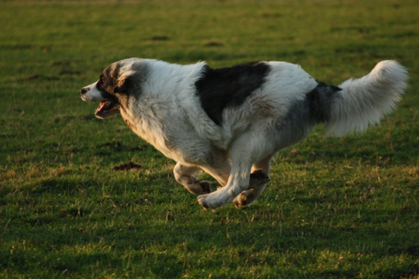 Mastin de los Pirineos (Pyreneese Mastiff) Dogs Ras: Karakter, Levensduur & Prijs | Puppyplaats