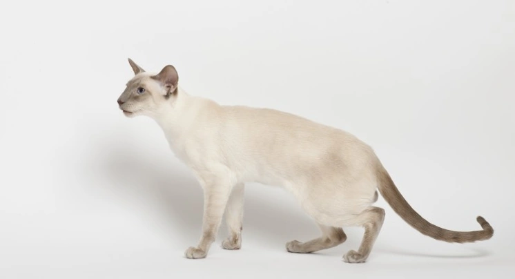 Siamese Cats Breed - Information, Temperament, Size & Price | Pets4Homes