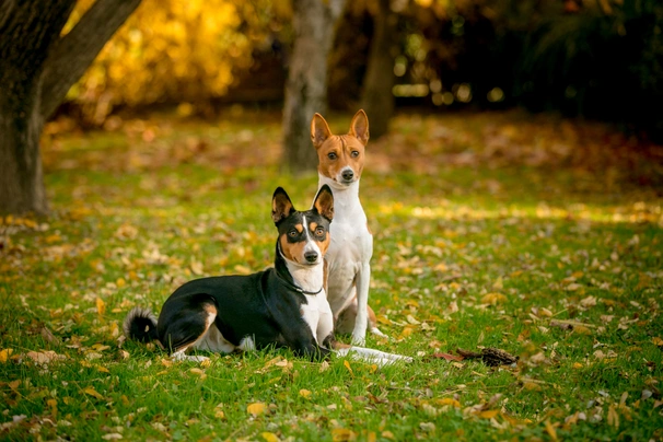 Basenji Dogs Breed - Information, Temperament, Size & Price | Pets4Homes