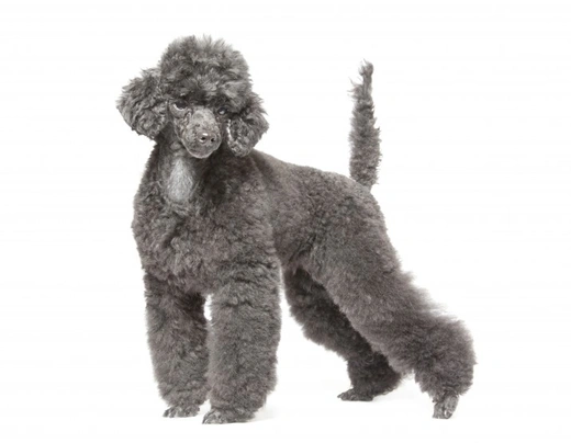 Poedel Toy Dogs Ras: Karakter, Levensduur & Prijs | Puppyplaats