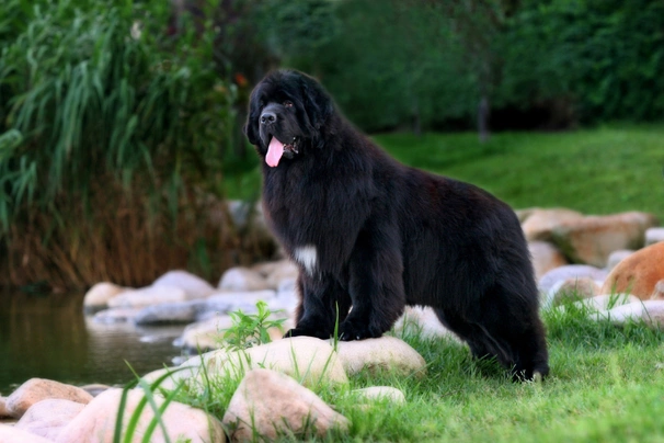 Newfoundland Dogs Breed - Information, Temperament, Size & Price | Pets4Homes