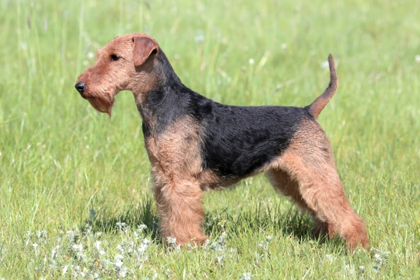 Welsh Terrier Dogs Breed - Information, Temperament, Size & Price | Pets4Homes