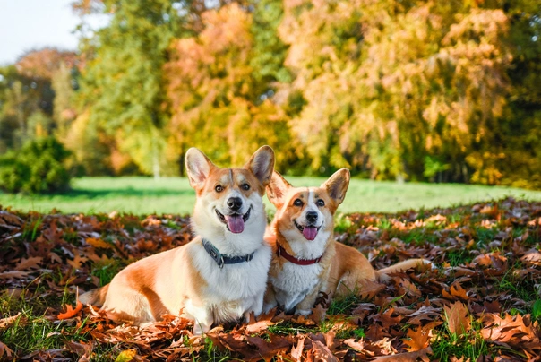 Welsh Corgi Pembroke Dogs Breed - Information, Temperament, Size & Price | Pets4Homes