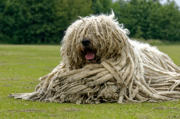 Komondor Dogs Breed - Information, Temperament, Size & Price | Pets4Homes