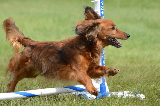 Miniature Dachshund Dogs Breed - Information, Temperament, Size & Price | Pets4Homes