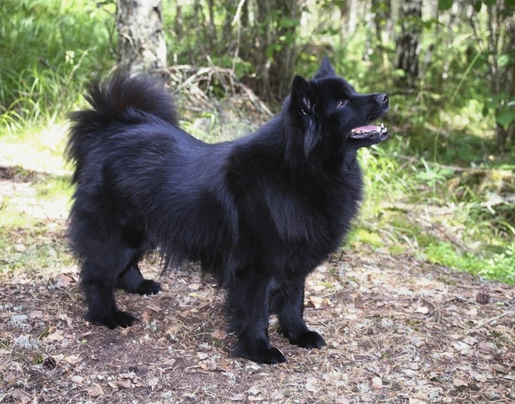 Swedish Lapphund Dogs Breed - Information, Temperament, Size & Price | Pets4Homes