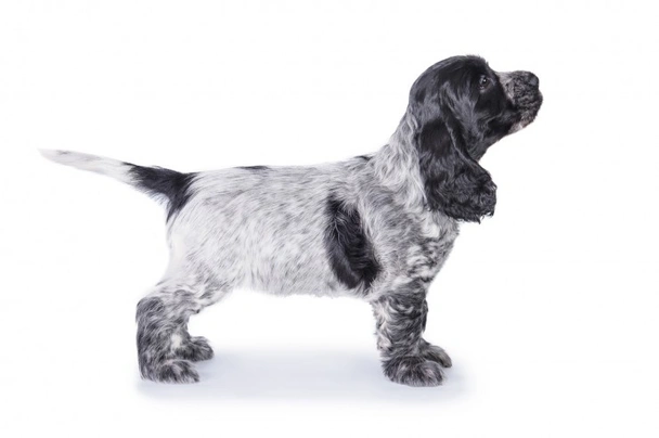 Engelse Cocker Spaniel Dogs Ras: Karakter, Levensduur & Prijs | Puppyplaats