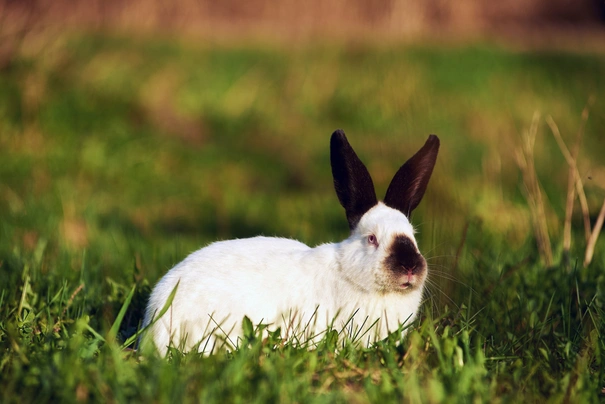 Californian Rabbits Breed - Information, Temperament, Size & Price | Pets4Homes