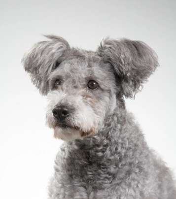 Hungarian Pumi Dogs Breed - Information, Temperament, Size & Price | Pets4Homes