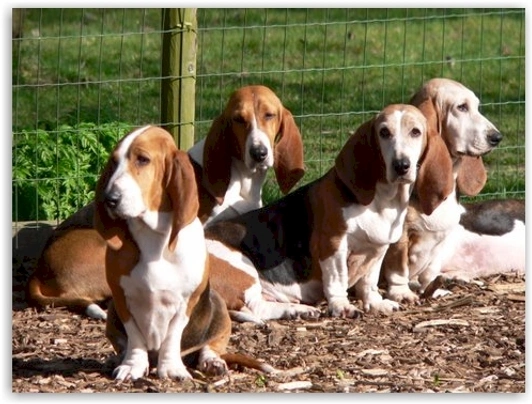 Basset Artésien-Normand Dogs Raza - Características, Fotos & Precio | MundoAnimalia