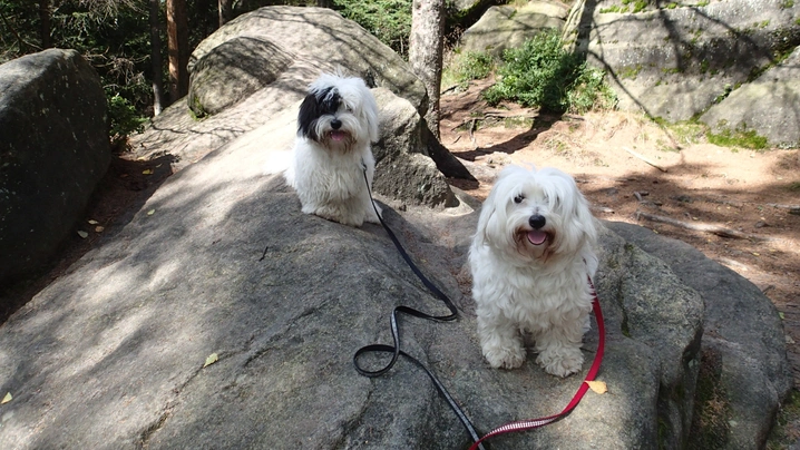 Coton De Tulear Dogs Breed - Information, Temperament, Size & Price | Pets4Homes