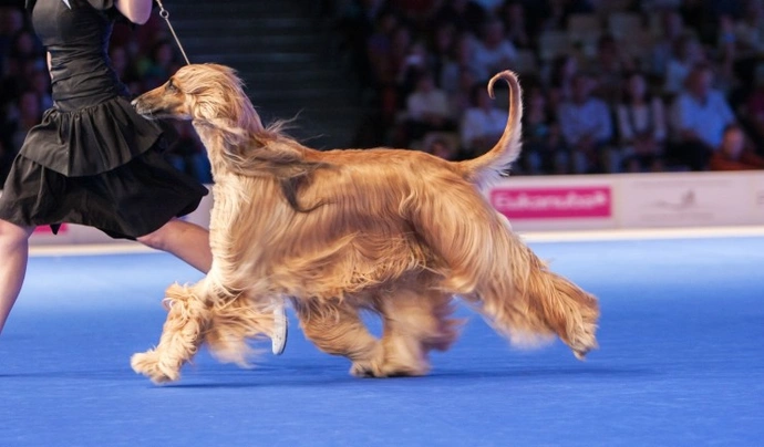 Afghan Hound Dogs Breed - Information, Temperament, Size & Price | Pets4Homes